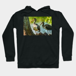 American white ibis in Gatorland Hoodie